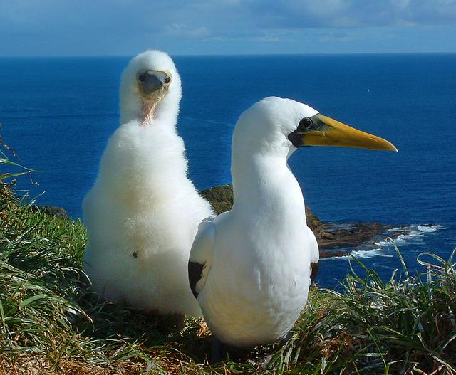 Norfolk Island masked boobies