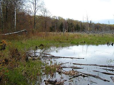 wetlands and woods on North Manitou Island