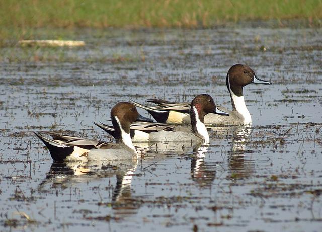 Northern pintails at Mangalajodi