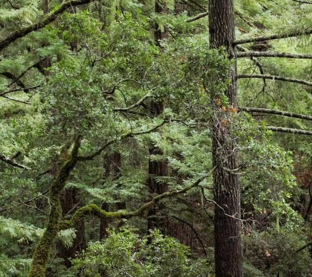 Big Basin State Park