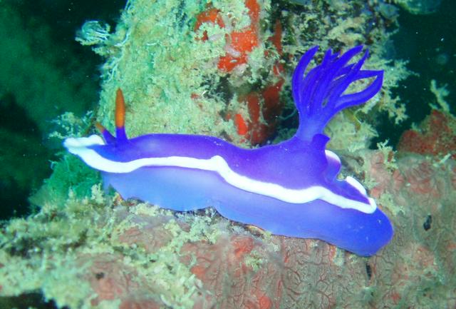 One of the many nudibranchs in the waters around Mabul Island