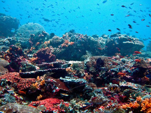 Healthy reef-life in clear waters off Nusa Lembongan