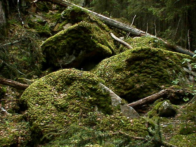 Mossy boulders on Haukankierros