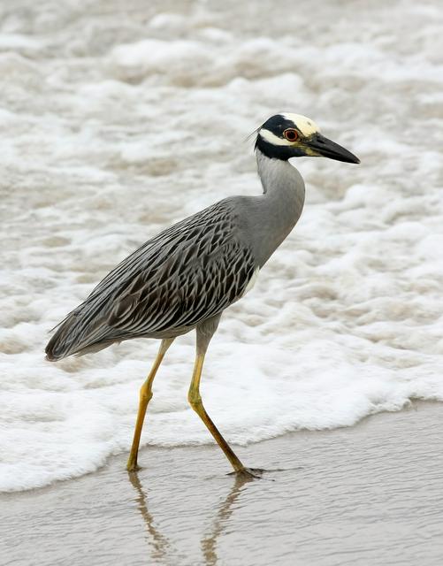 Birds like going to the beach, too - a yellow-crowned night heron on the beach in Boca Raton