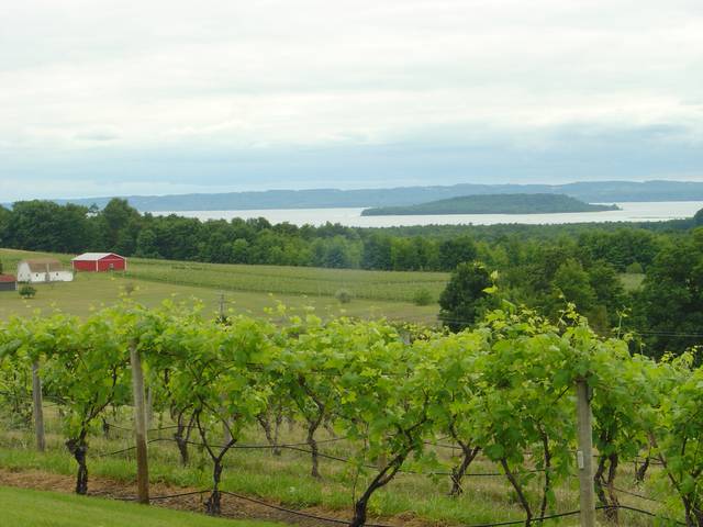 A vineyard in Michigan