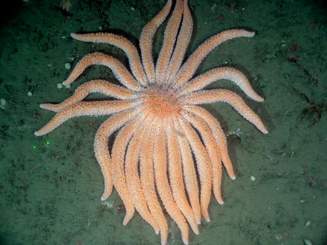 Sunflower sea stars are common in the area