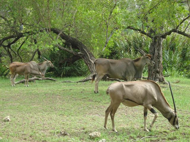 Oryx and eland in Haller Park