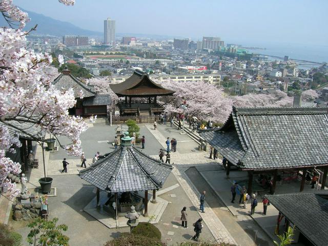 Cherry Blossoms at Miidera Temple.