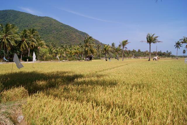 View of rice fields in Karimunjava