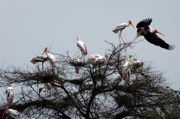 Painted storks in the bird sanctuary