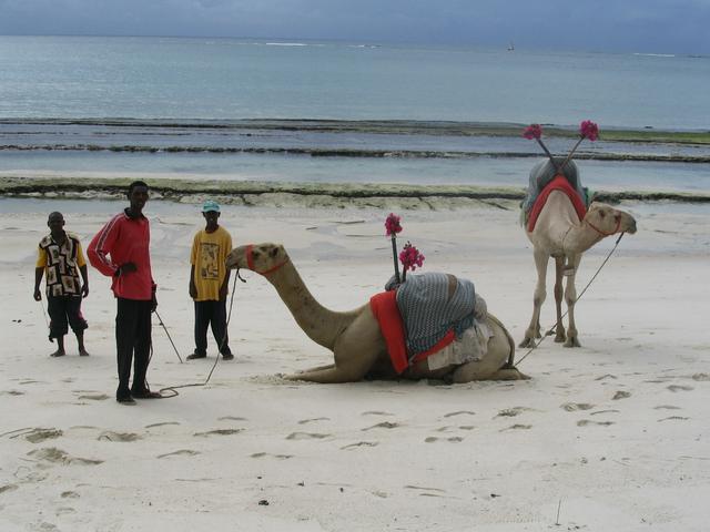 alt=Pair of Camelus dromedarius on Diani Beach next to the Indian Ocean Beach Club hotel near Mombasa, Coast Province, Kenya.jpg