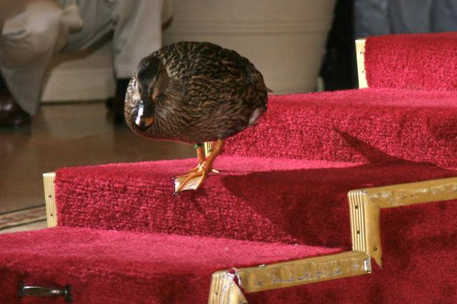 Duck royalty at the Peabody Hotel (the former name of Marriot hotel)