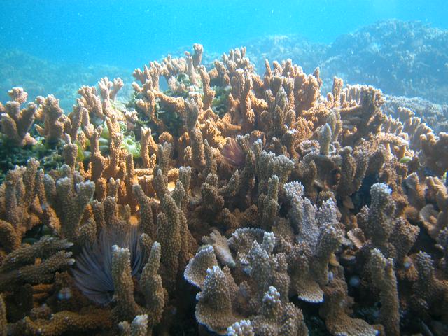 Papahanaumokuakea marine National Monument, Coconut Island, Moku o Loʻe