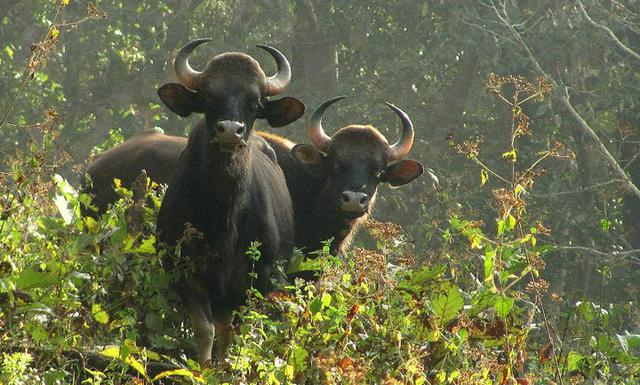 Indian bisons