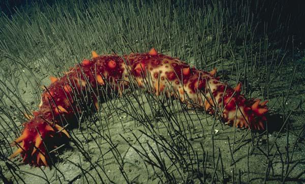 sea cucumbers are common in Hood Canal