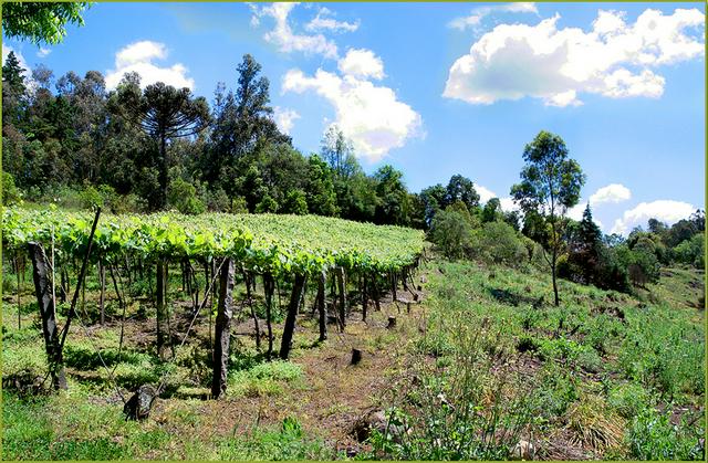 Vineyards in Caxias do Sul.