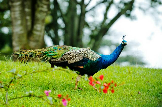 Peacock at Outspan Hotel, Nyeri