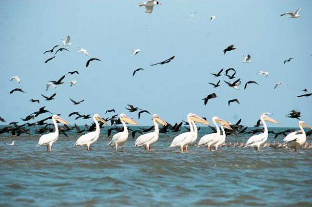 Pelicans in the Danube Delta Biosphere Reserve