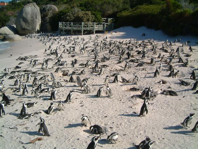 The Boulders Beach penguin colony is close by