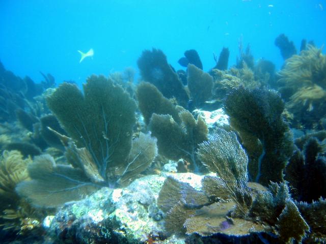 One of the coral reefs at John Pennekamp State Park