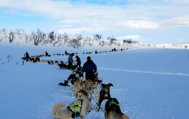 Dog sledding at Tromsø Villmarkssenter