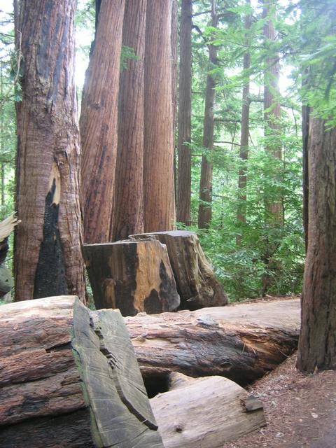 Redwoods in Pfeiffer Big Sur State Park