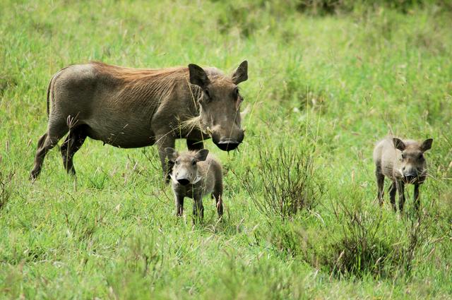 Warthogs at Hells Gate National Park