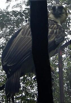 A Philippine eagle found in the city's wild sanctuary.