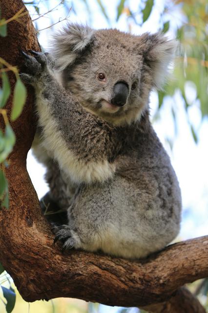 A koala posing for the camera.