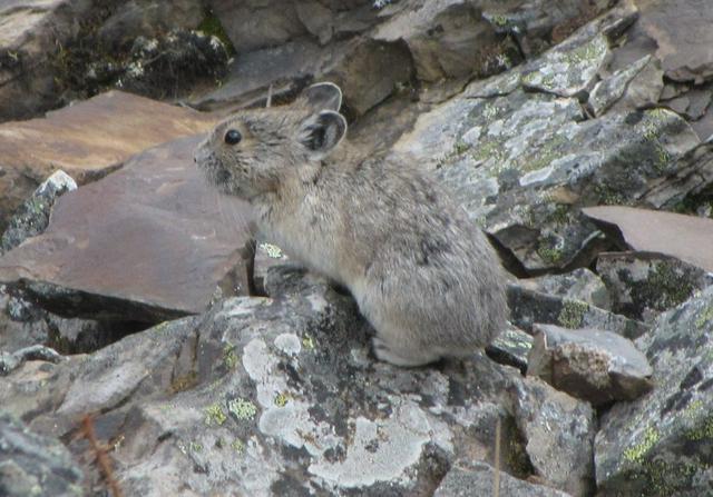 Pika