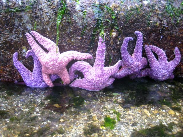 pink and purple sea stars are common in the area