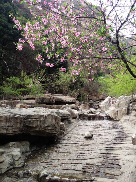 Peach blossoms in a Chinese park