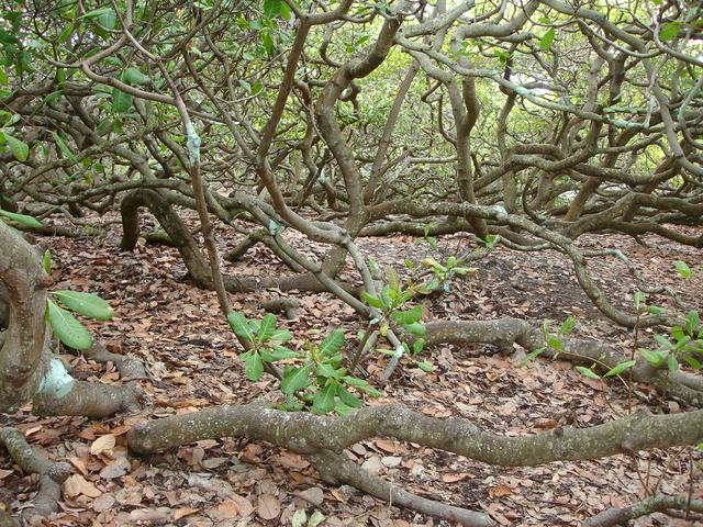 World's Biggest Cashew Tree.