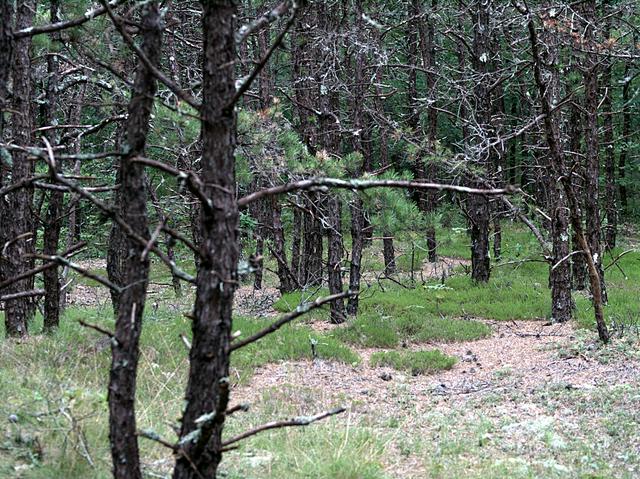 A Pitch Pine forest begins to return in Wellfleet