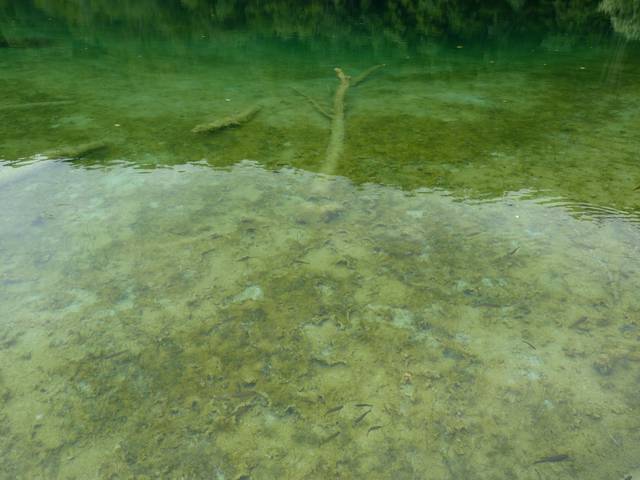 Fish in Galovac Lake