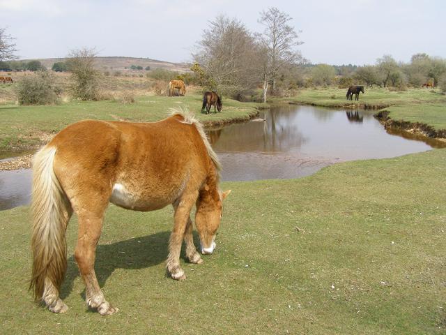 New Forest ponies