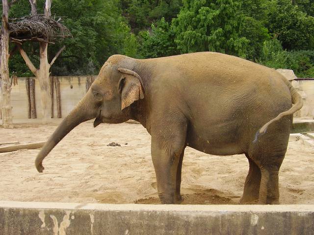 Elephant in Prague Zoo