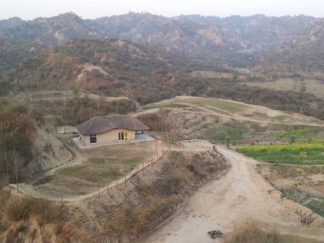 Sarson blooms at Prakriti Farms, a rural & traditional Punjabi farm-stay.