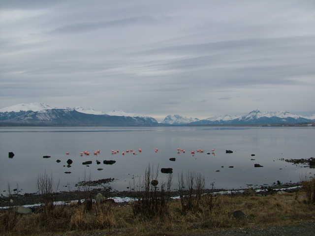 Flamingos in Ultima Esperanza Bay