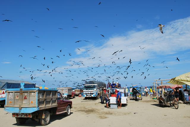 Local fishermen attract sea birds as they prepare to load the morning's catch in Puerto López.