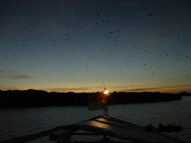 Thousands of Flying Fox Bats emerge from Kalong Island at dusk