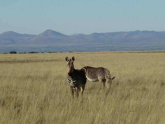 Mountain Zebras