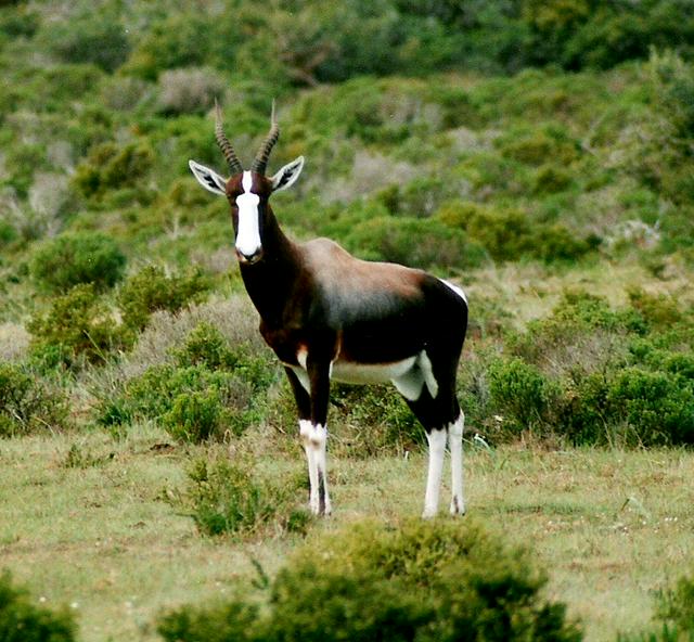 A Bontebok.