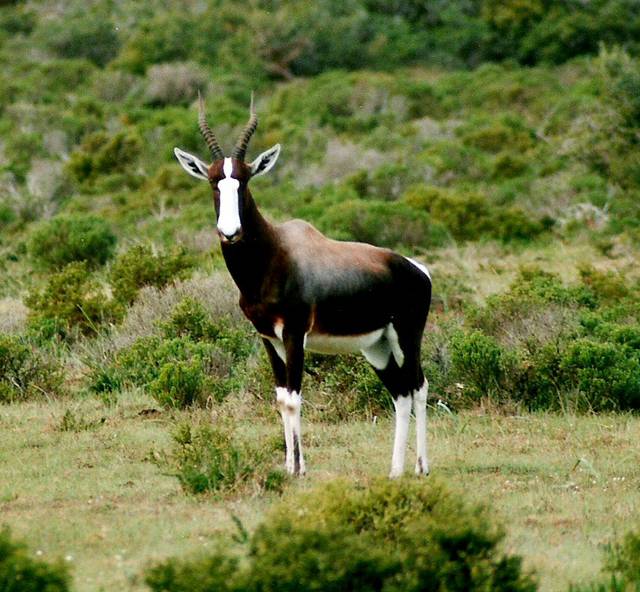 Bontebok, seen in De Hoop.