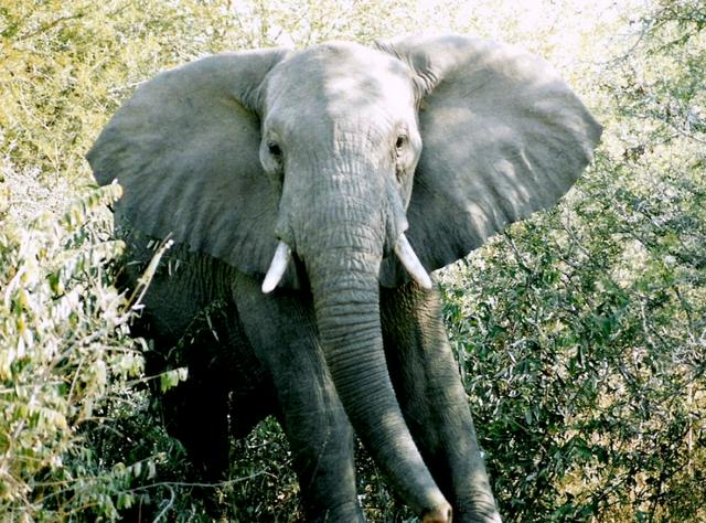 A male elephant in the KNP.