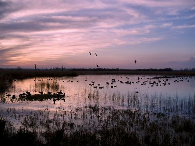 A winter's evening scene at Strumpshaw Fen RSPB