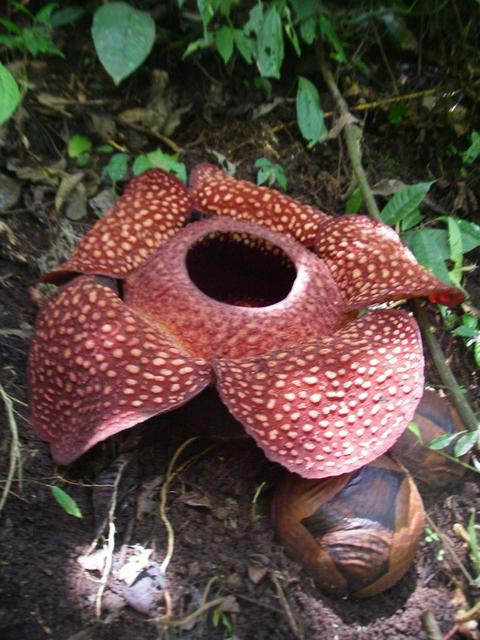 Rafflesia sumatra