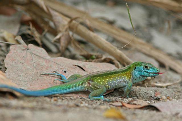 A rainbow ameiva