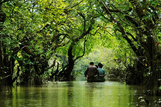 Ratargul Swamp Forest, a freshwater swamp forest located in Gowainghat, Sylhet, is the only swamp forest in Bangladesh