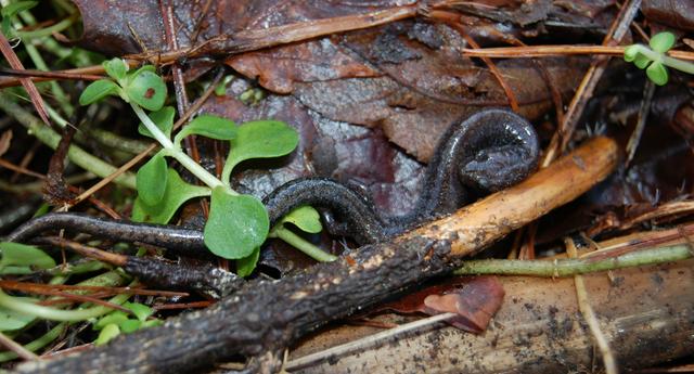 A Salamander in the Forest